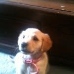 Eric Ruf - @1rufdog - Instagram
