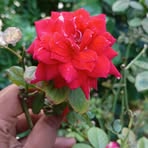 Subash Aruk - Facebook