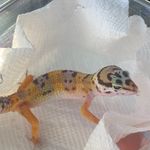 Eric salem - @franklin_the_leopardgecko - Instagram