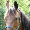 Lyse🐎 - @ericsalles6 - TikTok
