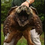 Eric Santamaria - @livingthereptiledream2 - Instagram