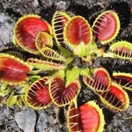 Eric Santamaria - @plantas_carnivoras507 - Instagram