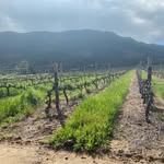 Eric Sas - @wolvenhoekvineyards_ - Instagram