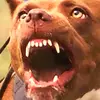 ericshearer - @erock.1 - TikTok