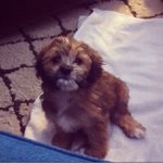 Eric Shifflett - @hockeyllyf - Instagram