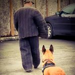 Eric Sotelo - @sotelo_k9_training_specialties - Instagram