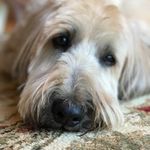 Eric Spear - @spearfoo - Instagram