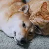 Ericlovepets - @ericlovepets - TikTok
