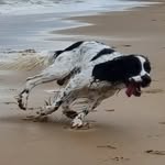 Abbie Lawler - @eric_springerpup - Instagram