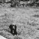 🐶Eric The Sprocker Spaniel - @eric_sprocker2024 - Instagram
