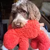 Eric the Sprockerpoo - @sprockerpooeric1 - TikTok