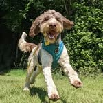 Eric the Sprockerpoo - @entertaining.eric.sprockerpoo - Instagram