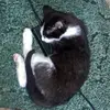 ￶ - @erics.still.here - TikTok