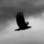 Eric Stites - @lacewingphoto - Instagram