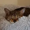 ericsylvianelson - @ericsylvianelson - TikTok
