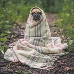 Eric Tapp - @petproducts123 - Instagram