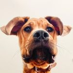 Eric Taylor - @erictheboxweiler - Instagram