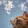 erictennyson436 - @erictennyson436 - TikTok