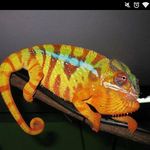 Eric Thompson - @chameleons101_et - Instagram