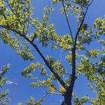 Eric Toribio - @pintoribio - Instagram