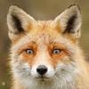 ericurbanski - @animallover1042 - TikTok