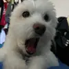 ericvalente - @potato.stains - TikTok