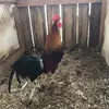 Eric Vanover340 - @userparkerslakegamefowl - TikTok