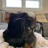 Eric Volpe - @erictheguinea_pig101 - TikTok