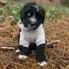 Ozzy the Aussiedoodle - @ericwester5 - TikTok