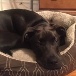 Eric Whitehead - @ellie_d0g - Instagram