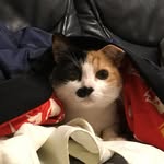 Eric Yew - @ericfiregold - Instagram