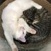 Eric Yu - Facebook
