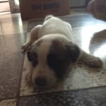 Shidhan - @eric_zalez - Instagram