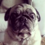 Eric Zambon - @zambon_cav - Instagram
