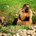 Eric Zambon - @erichino.patatino - Instagram