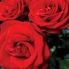 Erica_AaronV1SYa9 - @erica_aaronv1sya9 - TikTok