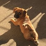 Erica Beal - @pugzz4life - Instagram