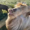 Cecil Farm Fanatic - @ericacecil77 - TikTok