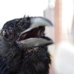 Erica the Crow - @ericathecrow - Instagram