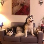 Erica Dodd - @balto.and.desi - Instagram