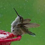 Erica Downs - @erica_naturewildlife_photos - Instagram