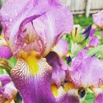 Erica Doyle - @paintedsewngrown - Instagram