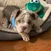 Erica Dull Jurasic - @gordonsbulldogdays - TikTok