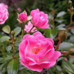 Erica Gallo - Facebook