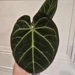 Erica Merrell - @leafandspathe - Instagram