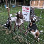 Erica Quick - @threeacresranch - Instagram