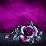 Erika Scharf - Facebook