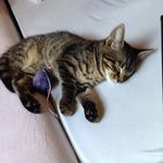 Erich Klein - @langohrklein - Instagram