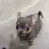 Erick Carrera - @carrera99 - TikTok