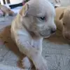 perritos kawai 7w7 - @erickcisneros64 - TikTok